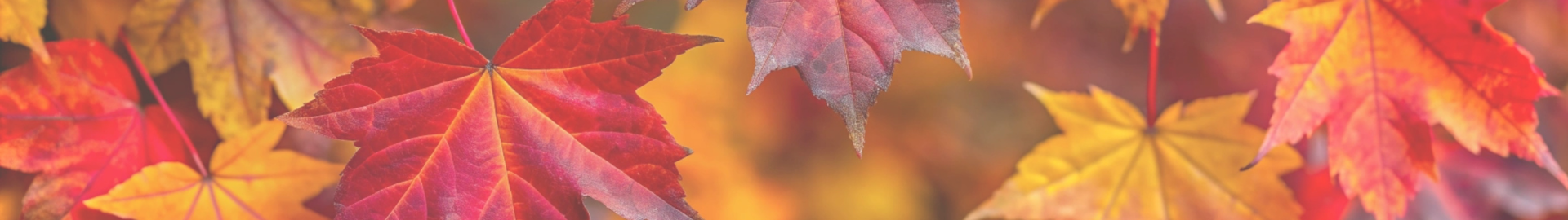 Équipement de camping pour l'automne